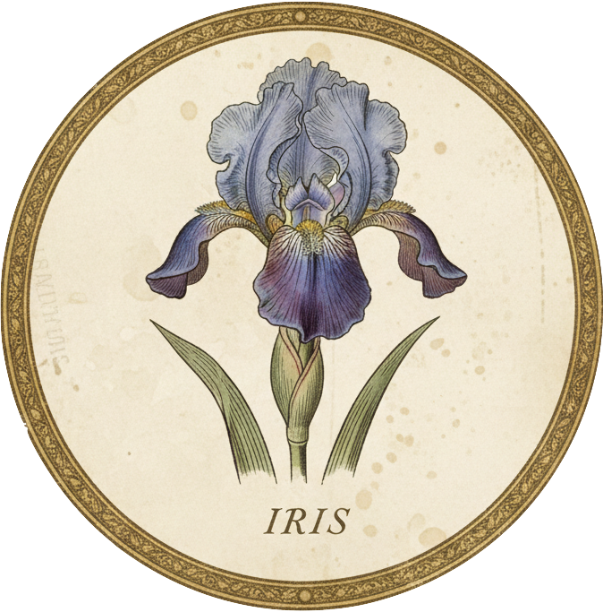 Iris