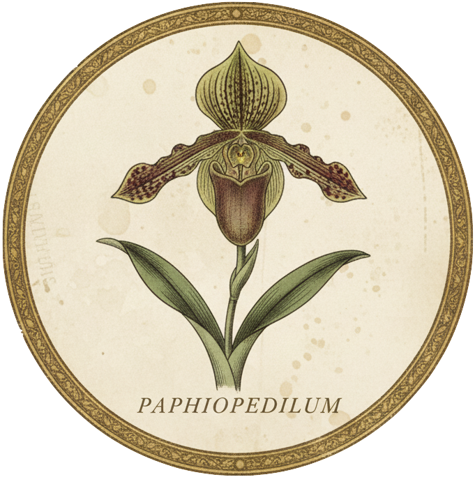 Phaphiopedilum